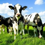 Kühe als Symbol für Lernort Bauernhof